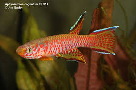 Image result for Aphyosemion