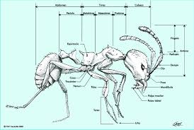Attēlu rezultāti vaicājumam “Formicidae”