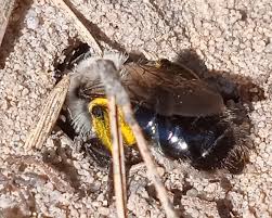 Attēlu rezultāti vaicājumam “Andrena vaga”