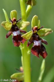 Attēlu rezultāti vaicājumam “Ophrys insectifera”