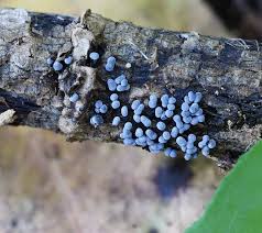 Attēlu rezultāti vaicājumam “Badhamia sp.”