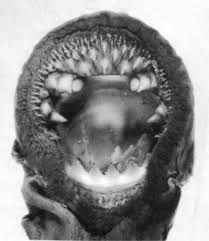 Image result for Lethenteron camtschaticum