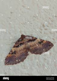 Attēlu rezultāti vaicājumam “Earophila badiata”