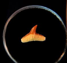 Image result for Carcharhinus brachyurus