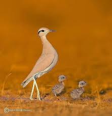 Image result for Cursorius cursor