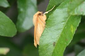 Attēlu rezultāti vaicājumam “Crocallis elinguaria imago”