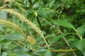 Attēlu rezultāti vaicājumam “Salix triandra”