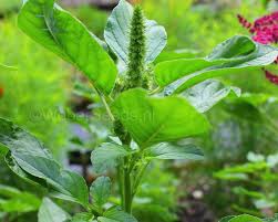 Attēlu rezultāti vaicājumam “Amaranthus retroflexus leaf”