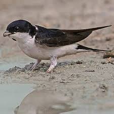 Attēlu rezultāti vaicājumam “Delichon urbicum juvenile”