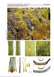 Attēlu rezultāti vaicājumam “Campylopus pyriformis”