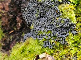 Attēlu rezultāti vaicājumam “Badhamia affinis”