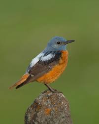 Image result for Monticola saxatilis