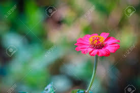 Image result for Zinnia violacea