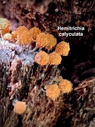 Attēlu rezultāti vaicājumam “Hemitrichia calyculata young”