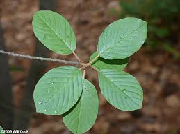 Attēlu rezultāti vaicājumam “Frangula alnus leaf”
