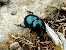 Attēlu rezultāti vaicājumam “Trypocopris vernalis”