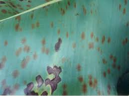 Attēlu rezultāti vaicājumam “Mycosphaerella millegrana”