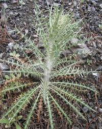 Image result for Ptilostemon afer