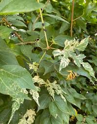 Attēlu rezultāti vaicājumam “Sawadaea tulasnei”