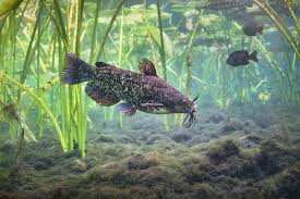 Image result for Ameiurus catus