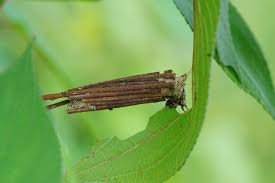 Attēlu rezultāti vaicājumam “Psychidae”