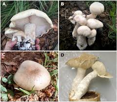 Image result for macrocybe titans