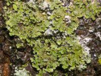 Attēlu rezultāti vaicājumam “Athelia arachnoidea”