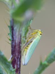 Attēlu rezultāti vaicājumam “Cicadella viridis”