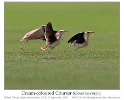 Image result for Cursorius cursor