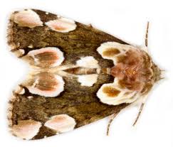 Attēlu rezultāti vaicājumam “Cribraria martinii macro”