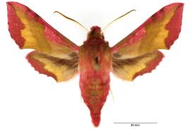 Attēlu rezultāti vaicājumam “Deilephila elpenor imago”