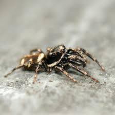 Attēlu rezultāti vaicājumam “Salticus scenicus”