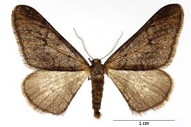 Attēlu rezultāti vaicājumam “Agriopis leucophaearia”