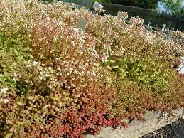 Image result for Sedum album `Coral Carpet`