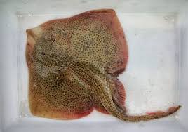 Image result for Raja asterias