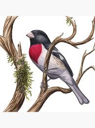 Image result for Pheucticus ludovicianus