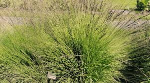 Attēlu rezultāti vaicājumam “Molinia caerulea fruit”