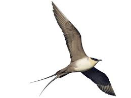 Image result for Stercorarius skua