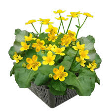 Attēlu rezultāti vaicājumam “Caltha palustris fruit”