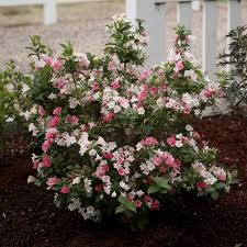 Attēlu rezultāti vaicājumam “Weigela praecox”