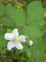 Attēlu rezultāti vaicājumam “Rubus caesius flower”