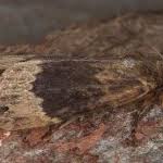 Attēlu rezultāti vaicājumam “Amphipyra perflua”