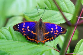 Attēlu rezultāti vaicājumam “Apatura ilia underside”