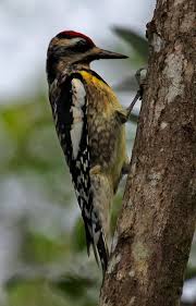 Image result for Sphyrapicus varius