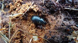 Attēlu rezultāti vaicājumam “Pterostichus aethiops”