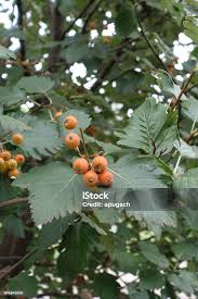 Attēlu rezultāti vaicājumam “Sorbus aria”