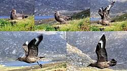 Image result for Stercorarius skua