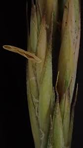 Attēlu rezultāti vaicājumam “Festuca arenaria”