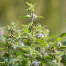 Attēlu rezultāti vaicājumam “Mentha arvensis”