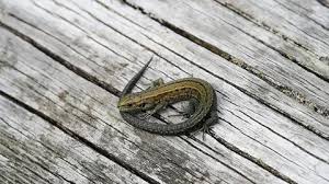 Attēlu rezultāti vaicājumam “Lacerta vivipara juvenile”